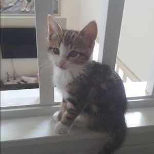 Meet your Posher, Millie